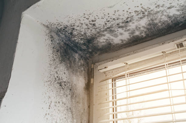 Affordable Attic Mold Remediation solutions in Lincoln University, PA